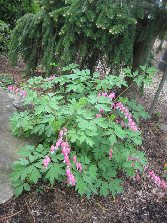 Bleeding Heart (Dicentra spectabilis) - 1 gallon