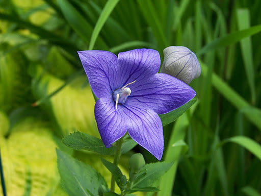 Sentimental Blue Balloon Flower (Platycodon grandiflorus 'Sentimental Blue') - 1 gallon