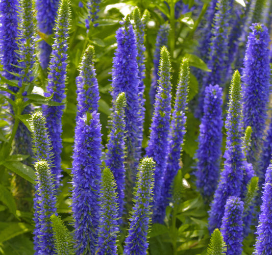 Royal Candles Speedwell (Veronica spicata 'Royal Candles') - 1 gallon