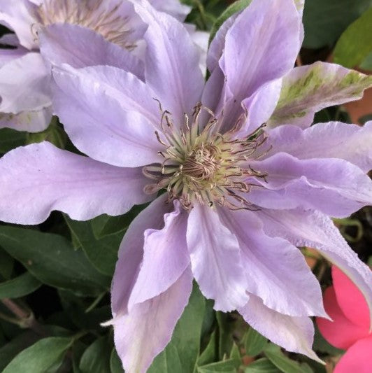 Filigree™ Clematis  (Clematis filigree 'Trailing') - 3QT