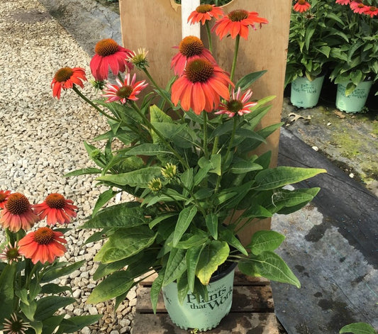 Artisan™ Red Ombre Coneflower (Echinacea artisan 'Red Ombre') - 3QT