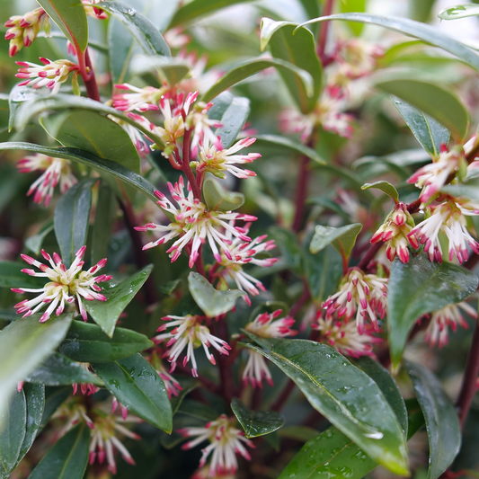 Sweet & Lo™ Sweet Box (Sarcococca 'Sweet & Lo') - 2 gallon 12"