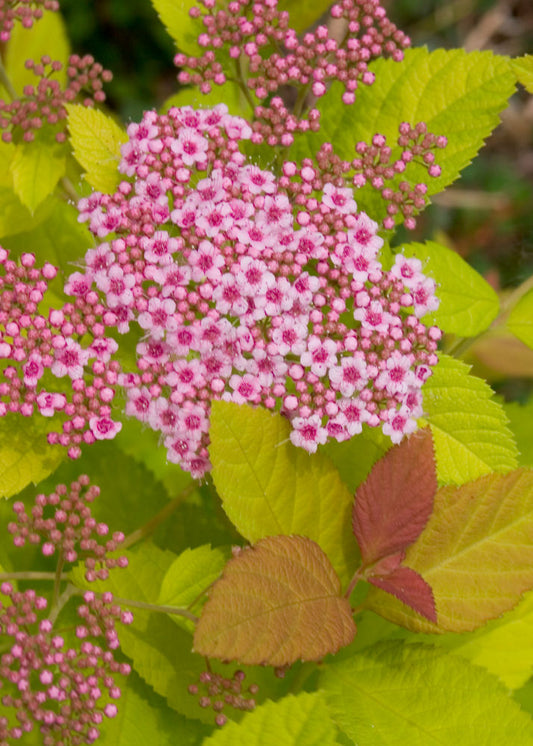 Double Play Big Bang® Spirea (Spiraea japonica 'Tracy') - 1 gallon