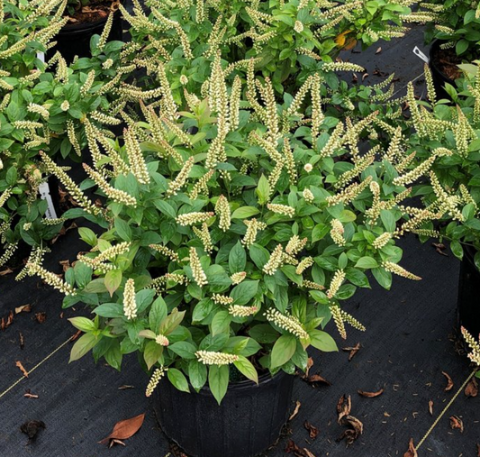 Fizzy Mizzy® Sweetspire (Itea fizzy 'Mizzy') - 3 gallon