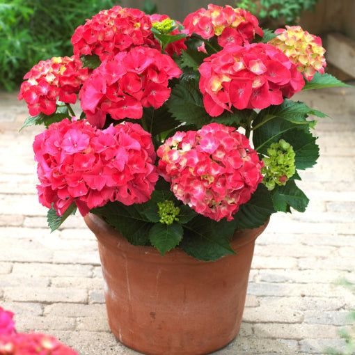 Red Sensation Next Generation Mophead Hydrangea (Hydrangea macrophylla 'Nxtgen Red Sensation') - 2 gallon