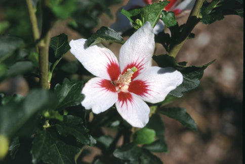 Proven Winners® Color Choice® Lil’ Kim® Rose Of Sharon (Hibiscus syriacus ‘Antong Two’) - 1 gallon