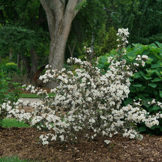 Wine & Spirits® Weigela (Weigela florida 'Wine & Spirits') - 3 gallon 15"