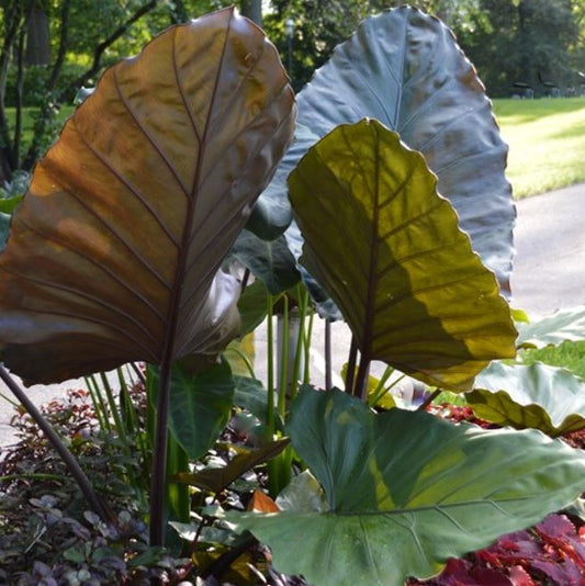 Metal Head Elephant Ear  (Alocasia 'Metalhead') - 1 gallon