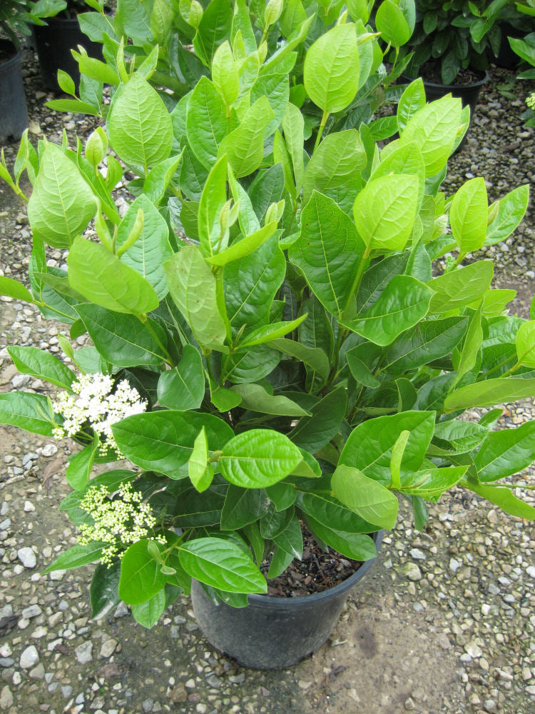 Winterthur Viburnum (Viburnum nudum 'Winterthur') - 2 gallon 10"