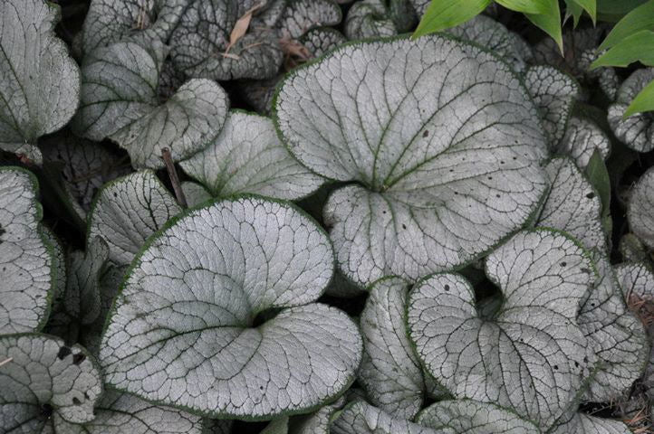 Silver Heart Siberian Bugloss (Brunnera macrophylla 'Silver Heart') - 1 gallon