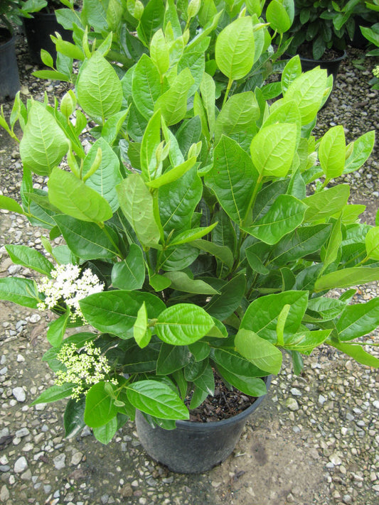 Winterthur Viburnum (Viburnum nudum 'Winterthur') - 3 gallon 18"