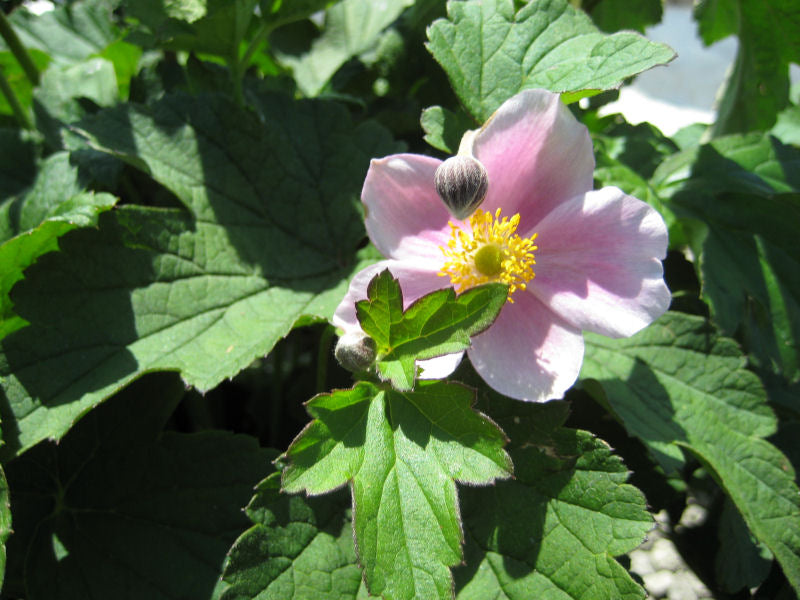 September Charm Anemone (Anemone x hybrida 'September Charm') - 1 gallon
