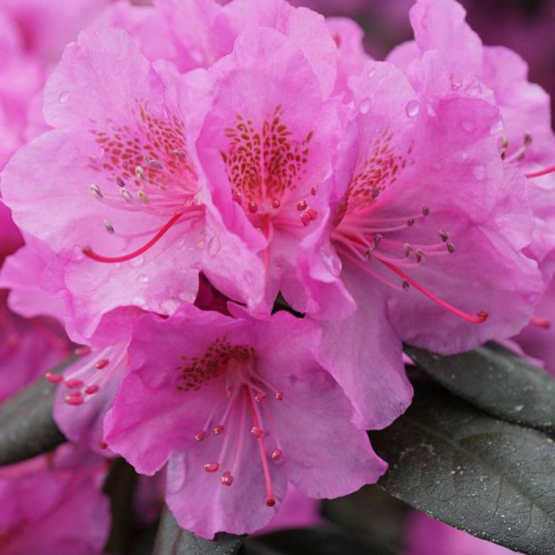 Rhododendron Black Hat® (Rhododendron x 'Black Hat') - 3 gallon 15"
