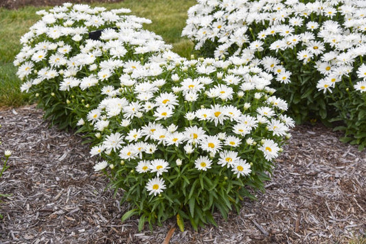 (Leucanthemum x 'S Dream Big') - 1 gallon