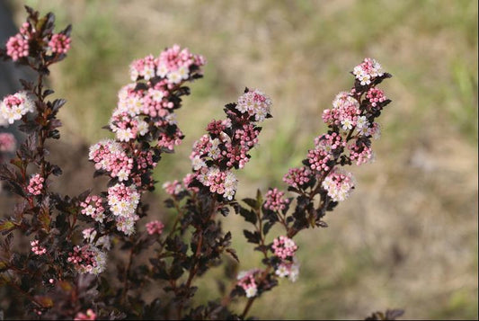 Tiny Wine® Ninebark (Physocarpus opulifolius 'SMPOTW') - 2 gallon 15"