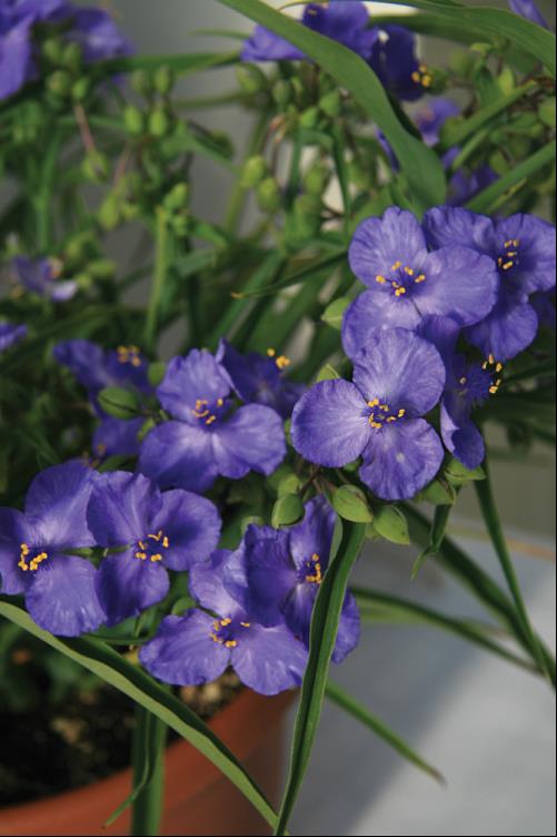 Amethyst Kiss™ Spiderwort (Tradescantia amethyst 'Kiss') - 1 gallon