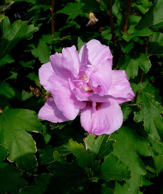 Ardens Rose of Sharon (Hibiscus syriacus 'Ardens') - 1 gallon