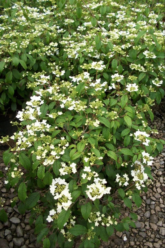 Summer Snowflake Viburnum (Viburnum plicatum 'Summer Snowflake') - 3 gallon 15"