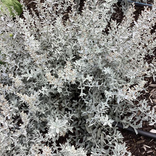 GardenGhost™ Artemesia (Artemisia garden 'Ghost') - 1 gallon