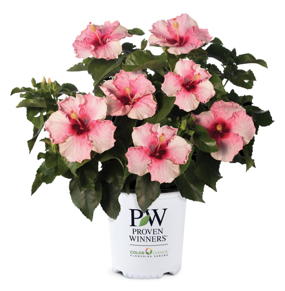 Hollywood Hibiscus™ Talk of the Town™ (Hibiscus rosa-sinensis Talk of the Town™ (AH-64)) - 2 gallon