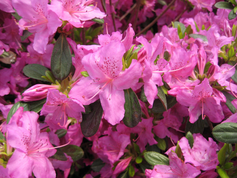Karen Azalea (AZALEA KAREN) - 3 gallon 15"