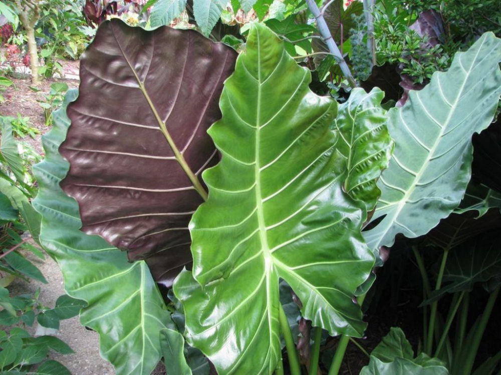 Mayan Mask Elephant Ear (Alocasia 'Mayan Mask') - 1 gallon