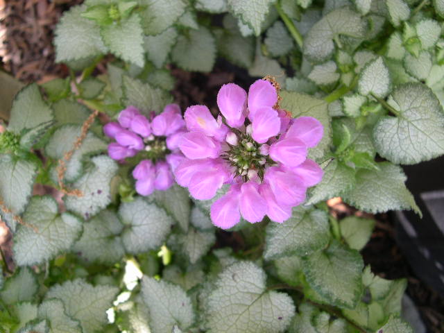 Purple Dragon Spotted Deadnettle (Lamium M 'Purple Dragon') - 1 gallon