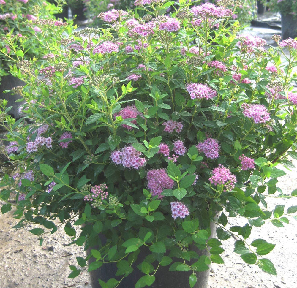 Little Princess Spiraea (Spiraea japonica 'Little Princess') - 3 gallon 12"