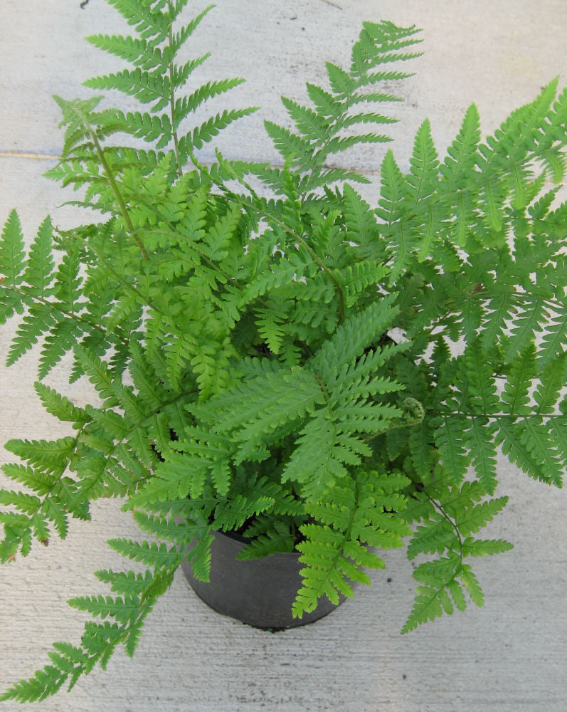 Robust Male Fern (Dryopteris filix-mas undulata 'Robusta') - 1 gallon