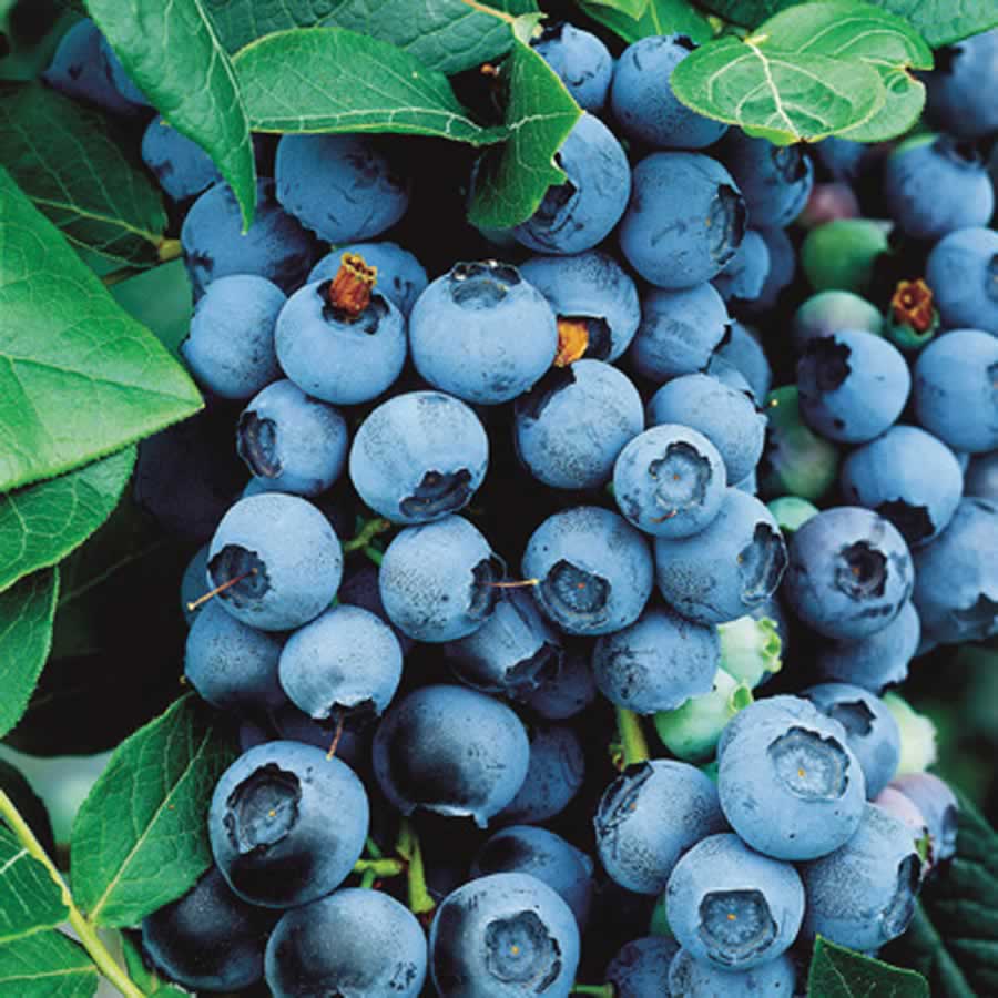 Bluecrop Highbush Blueberry - 1 gal 10"