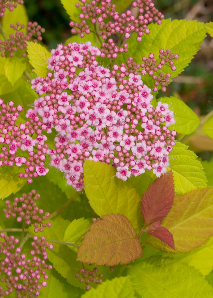 Double Play Big Bang® Spirea (Spiraea japonica 'Tracy') - 1 gallon