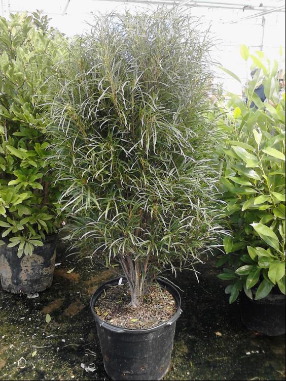 Fine Line® Buckthorn (Rhamnus frangula 'Ron Williams') - 3 gallon 24"
