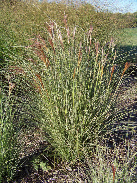 Morning Light Maiden Grass (Miscanthus sinensis 'Morning Light') - 1 gallon