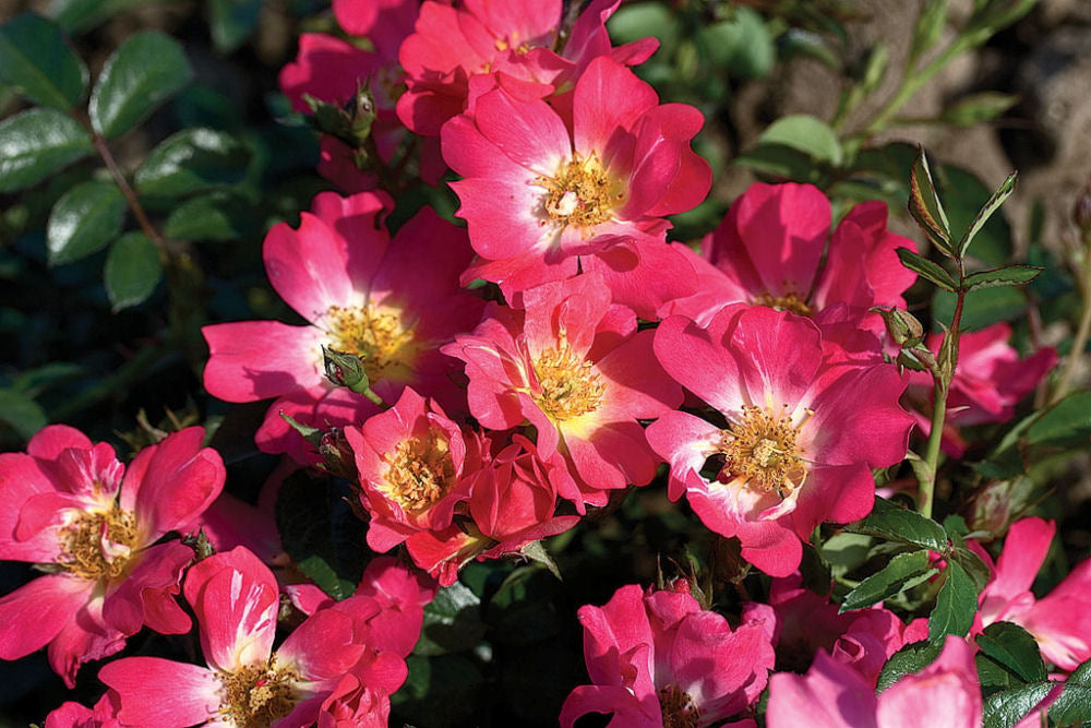 Pink Drift® Rose (Rosa 'Drift Meijocos') - 1 gallon