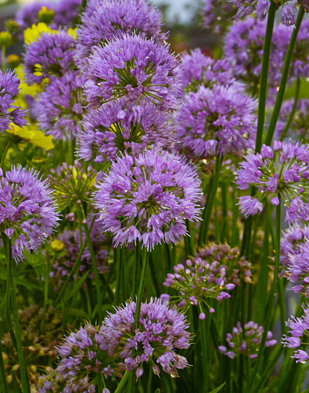 Millenium Ornamental Onion (ALLIUM MILLENIUM) - 1 gallon