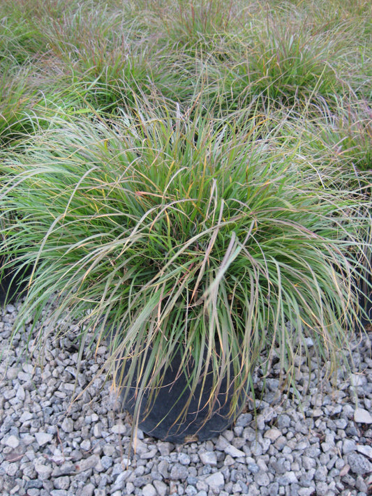 Hameln Fountain Grass (Pennisetum alopecuroides 'Hameln') - 2 gallon