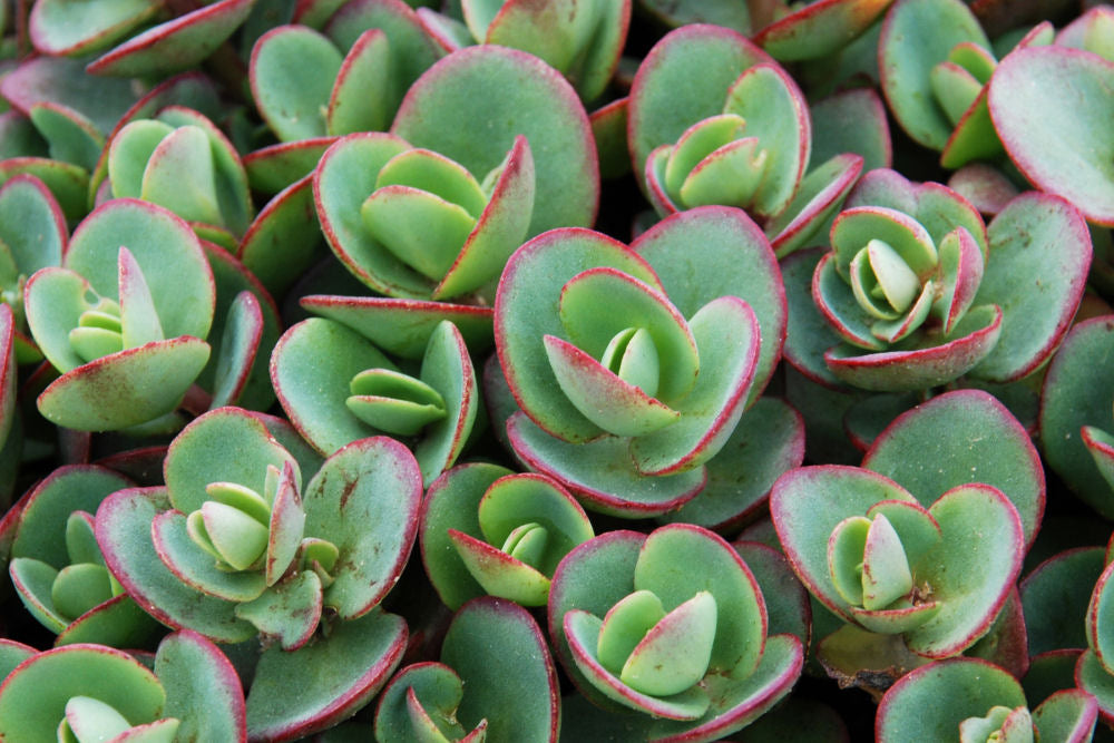 Lime Zinger Stoncrop (N&C SEDUM LIME ZINGER) - 1 gallon