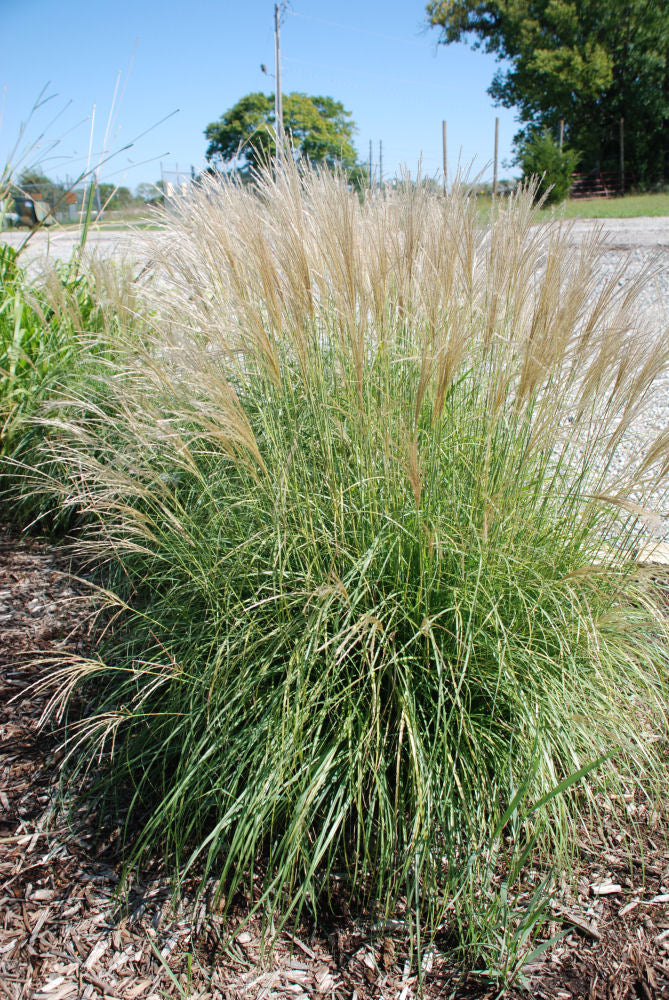 Adagio Maiden Grass (GRASS - M. S. ADAGIO) - 1 gallon