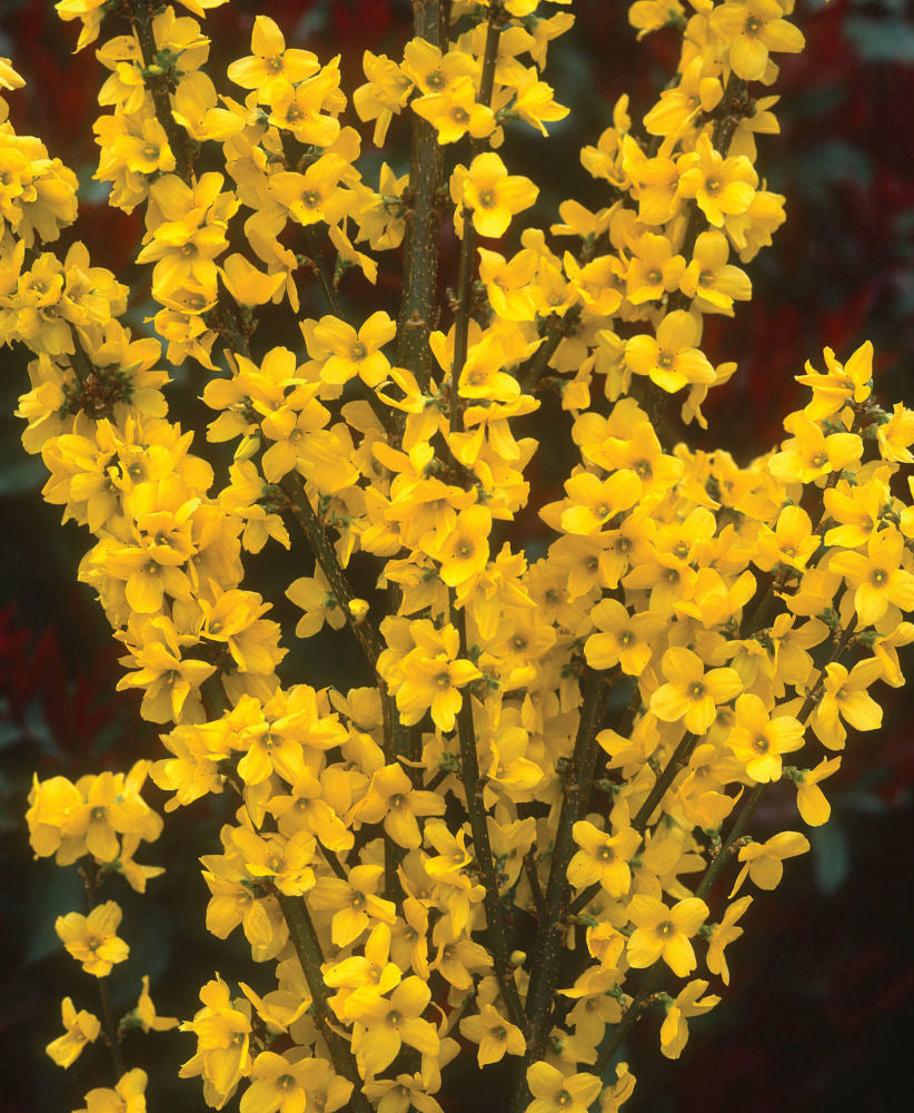 Show Off® Forsythia (FORSYTHIA X SHOW OFF) - 3 gallon 24"