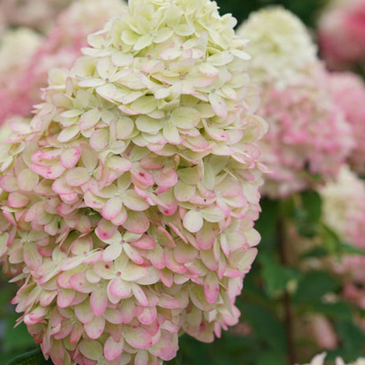 Limelight Prime® Panicle Hydrangea (Hydrangea 'P Limelight Prime') - 3 gallon 12" HEAD