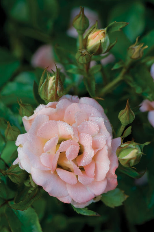 Peach Drift® Rose (Rosa 'Drift Meiggili') - 1 gallon