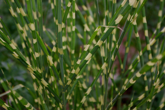 Little Zebra Maiden Grass (Miscanthus sinensis 'Little Nicky') -