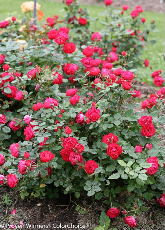 Oso Easy Double Red® Rose (Rosa 'Oso Easy Double Red') - 1 gallon