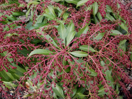 Katsura Japanese Andromeda (PIERIS JAP. KATSURA) - 3 gallon 12"