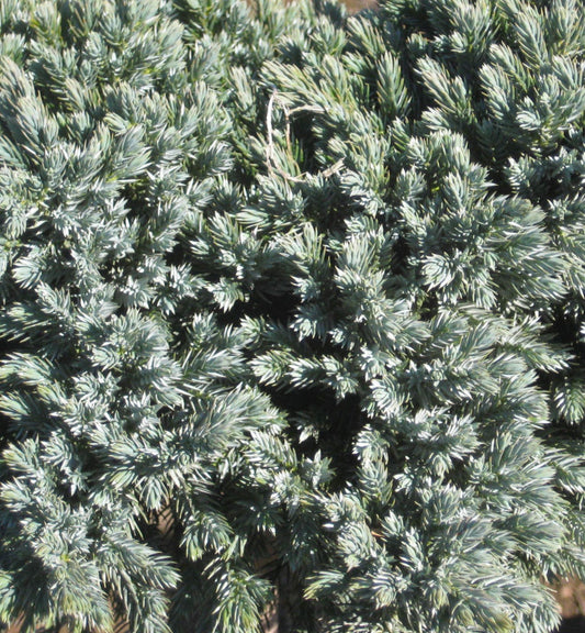 Blue Star Juniper (JUNIPER SQ. BLUE STAR) - 3 gallon 12"