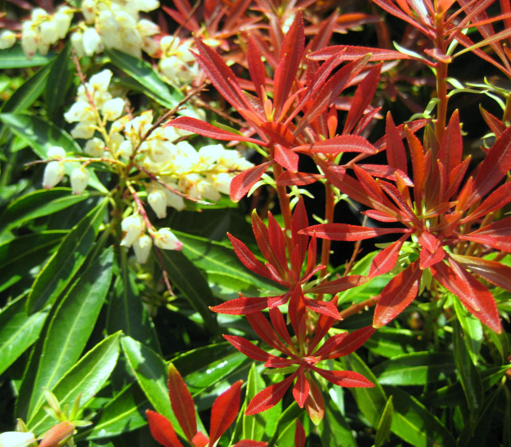 Mountain Fire Andromeda (PIERIS JAP. MOUNTAIN FIRE) - 3 gallon 12"