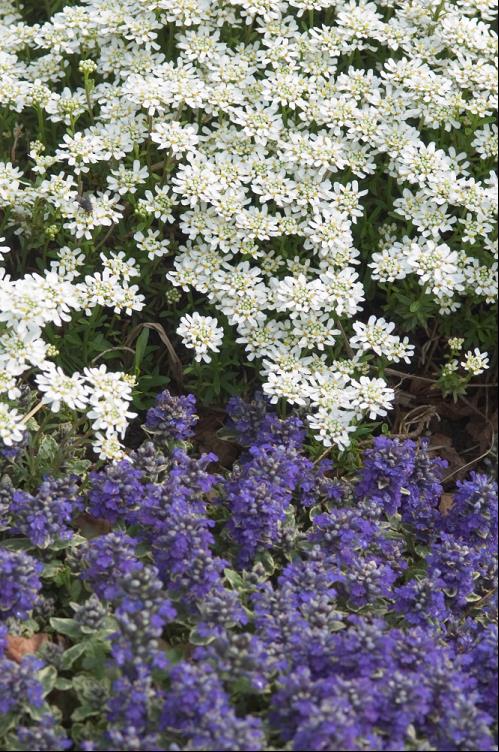 Alexander’s White Candytuft (IBERIS S. ALEXANDERS WHITE) - 1 gallon