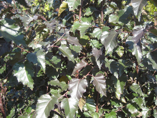 Royal Frost® Birch (Betula x 'Royal Frost') - 3 gallon 48"
