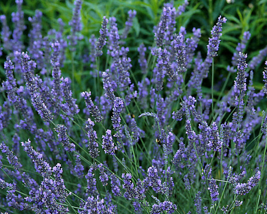 LAVANDULA A. 'GROSSO'  17CM