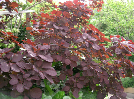 Royal Purple Smokebush (COTINUS COG. ROYAL PURPLE)